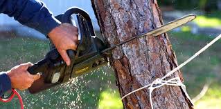 Best Tree Health Inspection  in Uniondale, NY